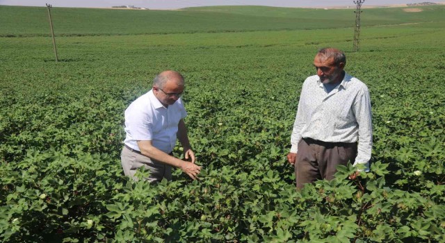 Diyarbakırda hububat hasadı bitti: İl Tarım ve Orman Müdüründen ‘anız yangını uyarısı