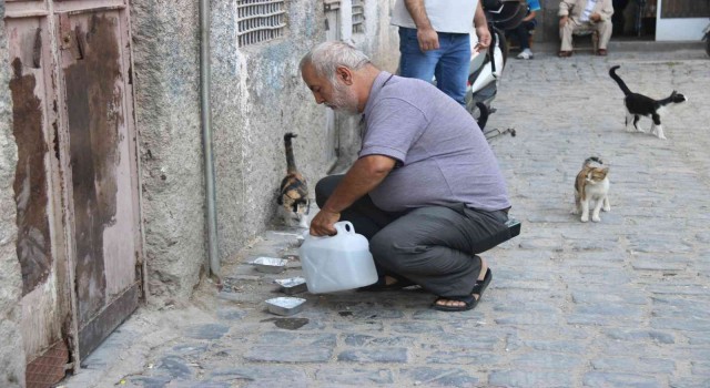 Diyarbakırda sokak hayvanlarına destek: Günde 3 bin hayvana mama dağıtılıyor