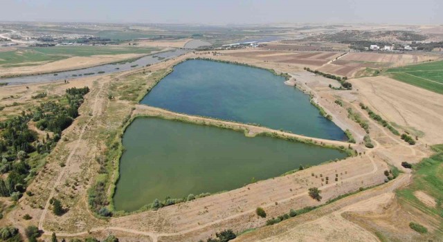 Diyarbakırda su kaynaklarına 2 milyon 904 bin sazan balığı bırakıldı