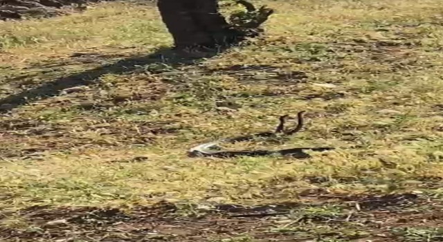 Diyarbakırda vatandaşlar dans eden 2 metrelik yılanları görüntüledi