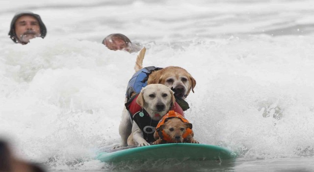 Dünya Köpek Sörfü Şampiyonasında renkli görüntüler yaşandı