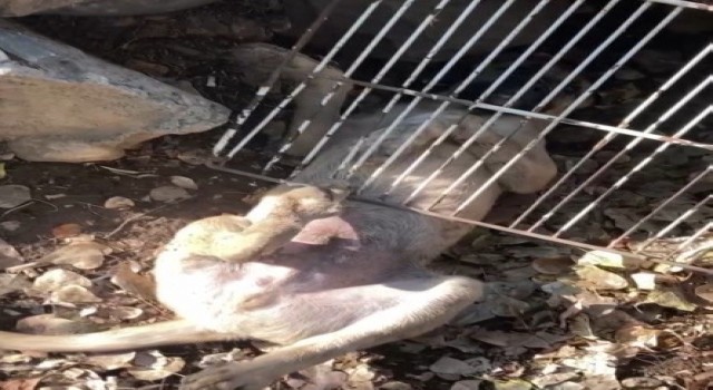 Duyarlı vatandaş, demirlere sıkışan köpeği kurtardı