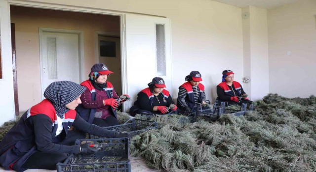 Düzcede kekik hasadı başladı