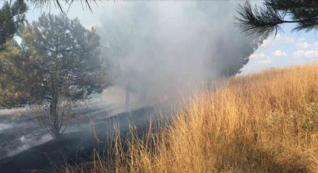 Edirnede Ormanlık alanda çıkan yangın, büyümeden söndürüldü