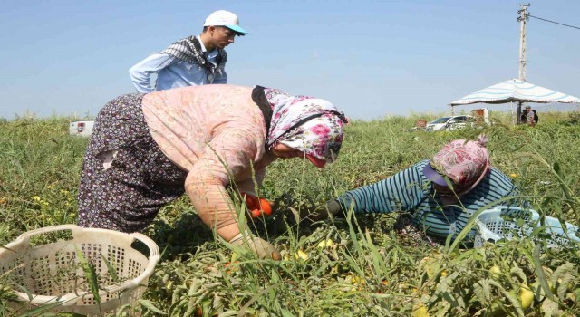 Efeler Belediyesi, ilk mahsullerini aldı