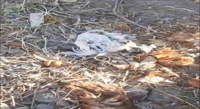 Elazığda köpekler kümese girdi, 35 tavuğu telef etti