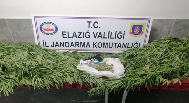 Elazığda 119 kök kenevir ele geçirildi