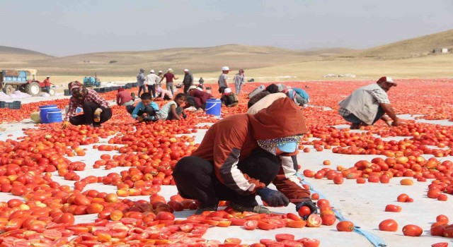 Elazığda 20 bin dekar alanda domates hasadı sürüyor