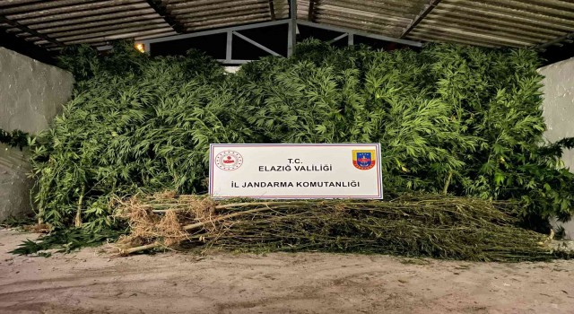 Elazığda 68 kök kenevir ve 25 kilogram kubar esrar ele geçirildi
