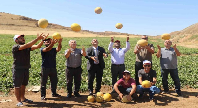 Elazığda kavun rekoltesi yüzleri güldürdü