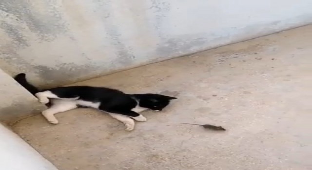 Elazığda ‘kedinin fareyle oynadığı gibi oynamak deyimi gerçek oldu