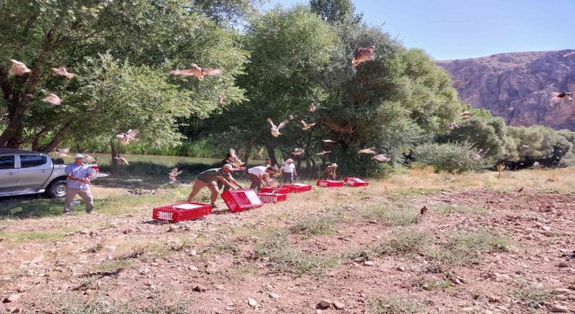 Elbistanda 525 adet kınalı keklik doğaya salındı