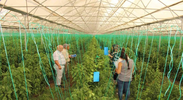 Elmalıda çiftçiye 10 bin adet yapışkan tuzak dağıtıldı