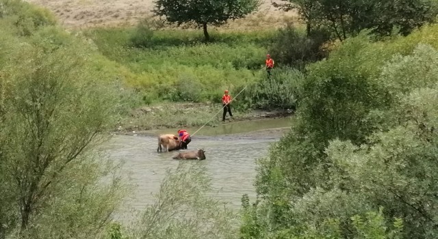 Erzincanda nehirdeki çamura batan iki ineği AFAD kurtardı