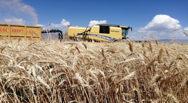 Erzurumda buğday yüzde yüz artış gösteriyor beklenen hasat yaklaşık 300 bin ton