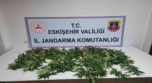 Eskişehirde 82 kök kenevir ele geçirildi