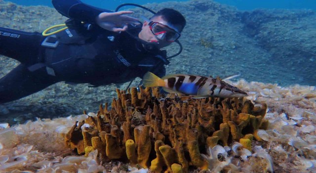 Eskişehirli dalgıçlardan mükemmel deniz altı manzaraları