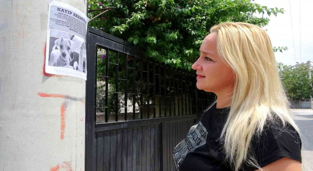 Evladım dediği Peyniri bulup getireni ödüllendirecek