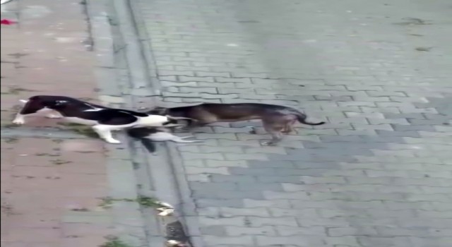Fatihte evde beslenen pitbull köpekleri kedileri öldürdü