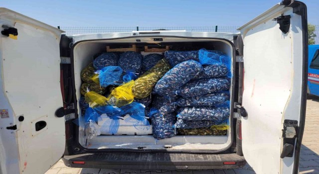 Fethiyede 146 kasa su ürünlerine el koyuldu