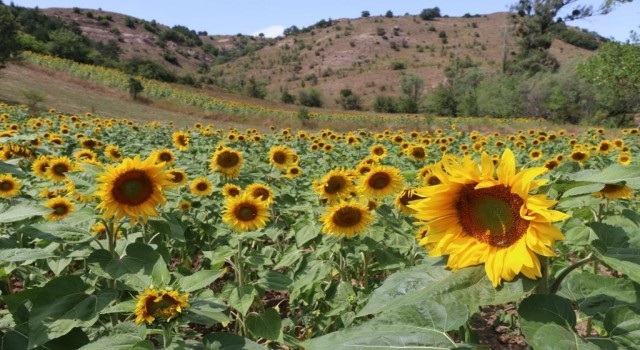 Fındık diyarı Orduda ayçiçeği üretiliyor