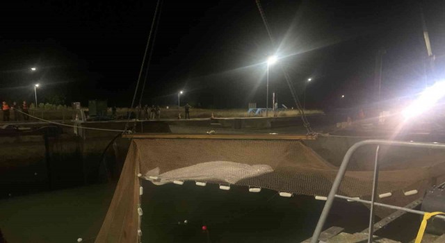 Fransada nehirde mahsur kalan beyaz balina 6 saatlik operasyonla sudan çıkarıldı