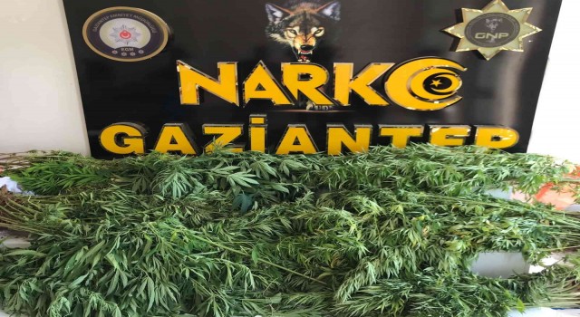 Gaziantepte 267 kök kenevir ele geçirildi