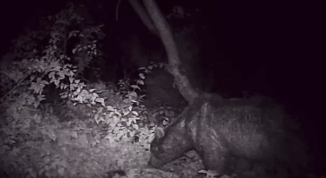 Gece vakti keyifle yemek yiyen ayı fotokapana yakalandı