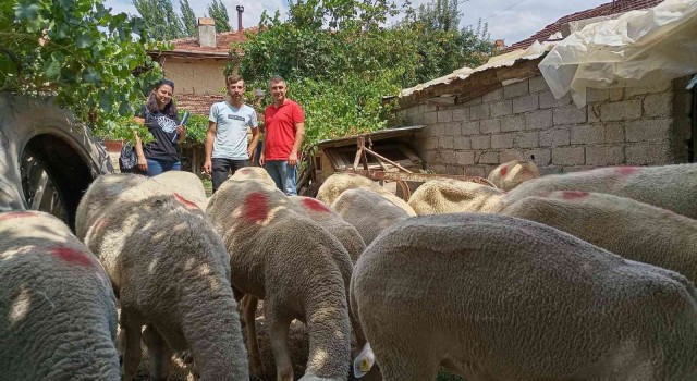 Gedizde Lacaune ırkı koyun yetiştiriciliği