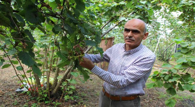 Giresun Ziraat Odasından fındık üreticilerine hasat ve emanet uyarısı