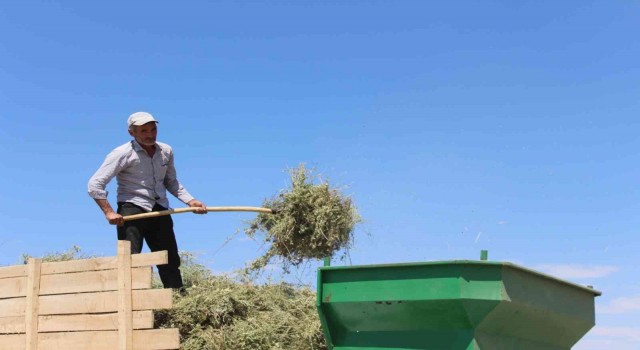 Görsel şölen sunan mor tarlalarda hasat başladı