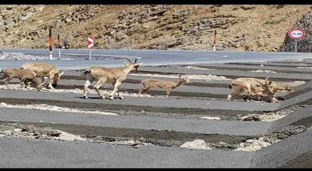 Hakkaride dağ keçisi sürüsü yola indi