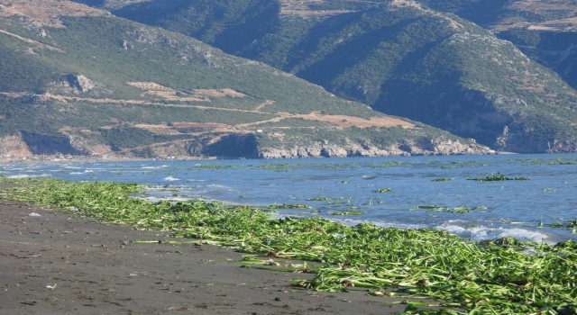 Hatayda su sümbülleri, Samandağ sahiline yayıldı