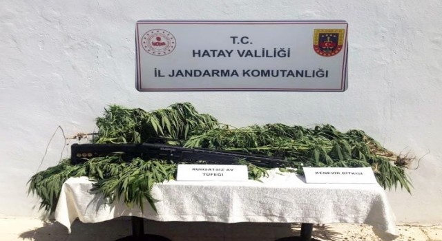 Hatayda zeytin bahçesine kenevir eken kişi gözaltına alındı
