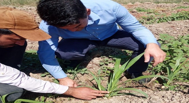 Hayvancılığın kurtuluşu olarak görülen ‘Maralfalfa Elbistanda ilk kez ekildi