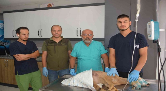 Hayvanların saldırısına uğrayan karaca yavrusu koruma altına alındı