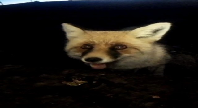 Her gün bakımevine gelen tilkiyi besliyor