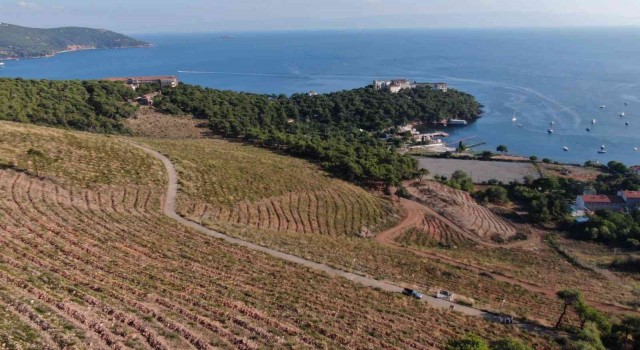 Heybeliadada yanan ormanlık alan 1. yıl dönümünde eski yeşil görünümüne kavuşuyor