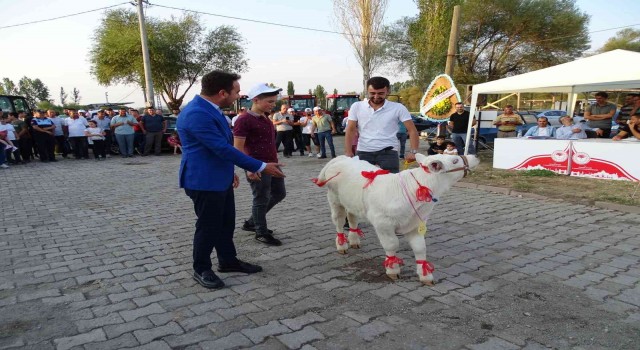 Hisarcıkta “En güzel buzağı” yarışması