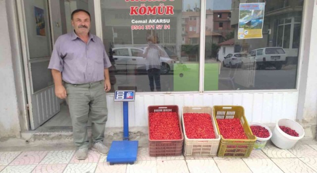Hisarcıkta kızılcık üretimi arttı fiyatlar 15 TLye düştü