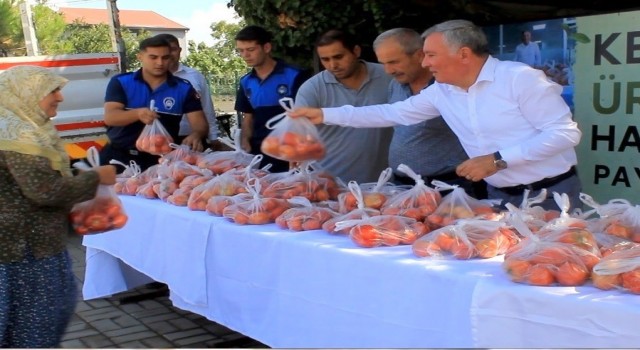 Honaz Belediyesi ata tohumundan yetiştirilen domatesleri halka ücretsiz dağıttı
