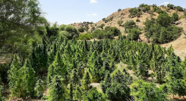 İçişleri Bakanlığı duyurdu: 70 ayrı noktada 1 milyon 150 bin kök kenevir ile çok miktarda skunk ele geçirildi