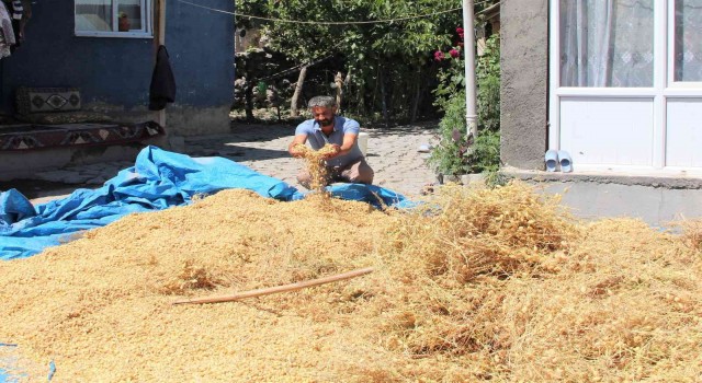 Iğdırda nohut hasadı yapıldı