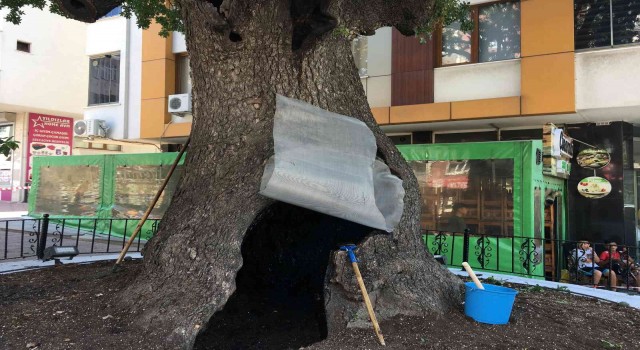 İki asırlık anıt ağacı, ölümcül bakterilerden temizlendi