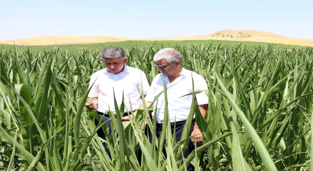 İkinci ürün olarak silajlık mısır alanları genişletiyor