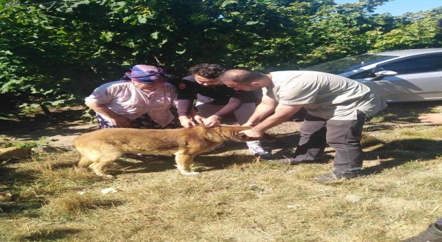 İneboluda 235 adet sokak köpeğine kuduz aşılaması yapıldı