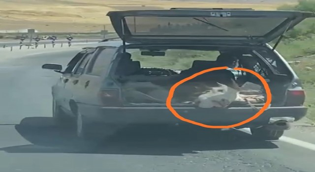 İneği çanta gibi otomobilin bagajında taşıdılar