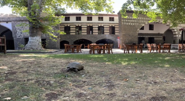 İskender Paşa Konağının asırlık kaplumbağası Muzaffer