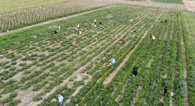 İstanbulun göbeğinde tarladan sebze topluyorlar