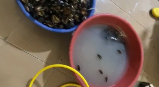İzmirde sağlıksız koşullarda üretilen 250 kilogram midyeye el konuldu